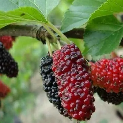 Usa 50+ Mulberry Tree Seeds Sweet Fruit Plant Edible Fresh Garden - £7.85 GBP