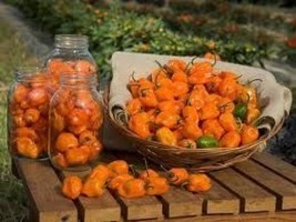 US Seller 25 Habanero Pepper Seeds Fresh Seeds - $2.38