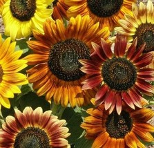 Mardi Gras Sunflower Seeds 30 Annual Flower Garden Bees Butterfly - £6.58 GBP