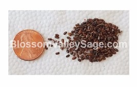 200+ California White Sage Seeds -  Salvia apiana - $8.95