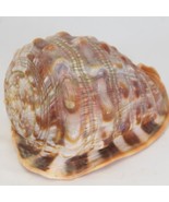 Bull&#39;s Mouth Helmet Conch Sea Shell Fish Tank Home Décor Orange Tan  4-1/2&quot; - $29.56 CAD