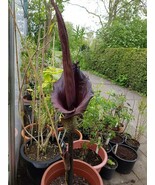 200 Seeds Giant Lily Voodoo Lily Plants Potted Bonsai Garden Courtyard - $266.76 MXN