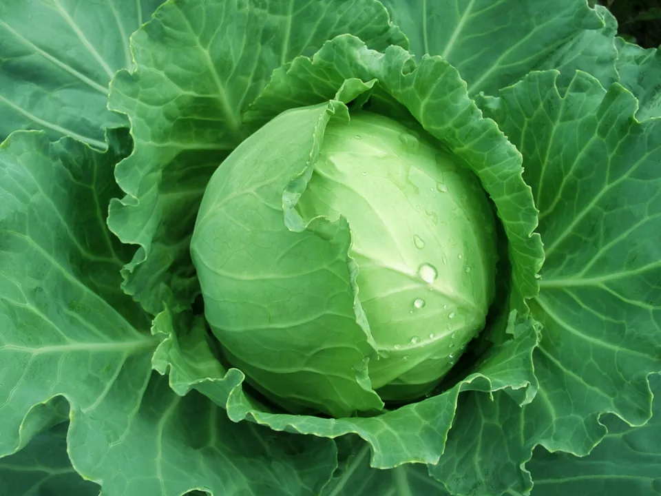 Brunswick Cabbage Danish Ballhead Vegetable NON GMO 500 Seeds - £7.67 GBP