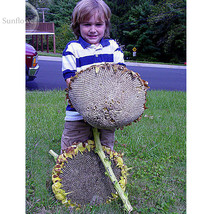 GIANT Titan Sunflowers 24 Inch Heads 15 15 18 Ft Tall One World s Largest  - $9.78