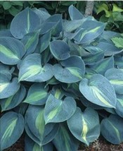 Touch Of Class Blue/Yellow/Green Mixed Hosta Seeds Garden - $7.82