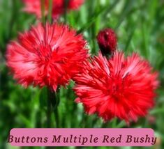 Bachelor Red Bachelors Ready To Bloom Buttons Multiple Red Flowers Bushy... - $38.91 MXN