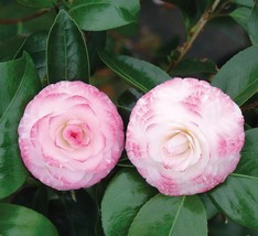 1 Live Starter Plant GRACE ALBRITTON Camellia Flower for Garden - £30.26 GBP