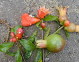 5 Pc Seeds Dwarf Pomegranate Plant, Punica granatum Nana Seeds for Planting | RK - $18.90