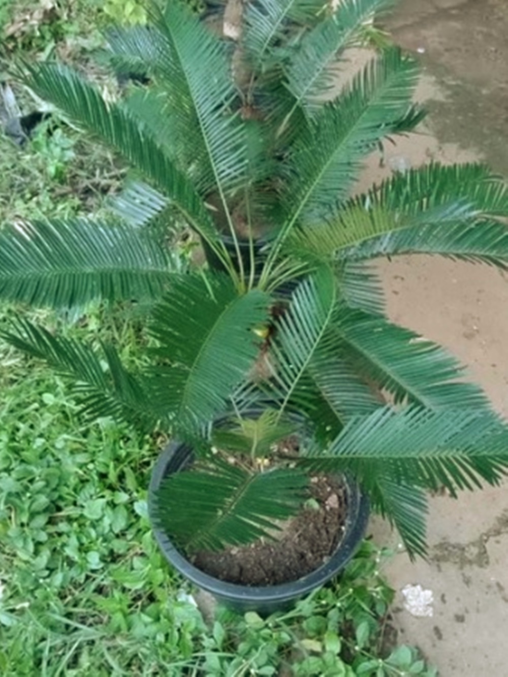 fern Cycas siamensis 1 Fresh root for growing ThailandMrk