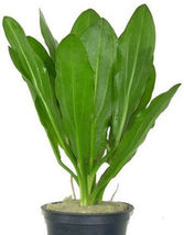 Aquarium Plants Ruffled Amazon Sword Echinodorus Martii Pot - £20.35 GBP