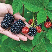 50 World&#39;s Largest Blackberry seeds-1276 - £3.12 GBP