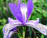 Wild Blue Iris Flower Seeds 25 Fresh Seeds - $6.75