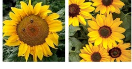 100 Yellow Sunflower Seeds Plants Garden Plants Flower Colorful - £25.88 GBP