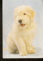 Calendar Belarus 1995 Fauna Animal DOG South Russian Shepherd Puppy Olympus - £3.16 GBP