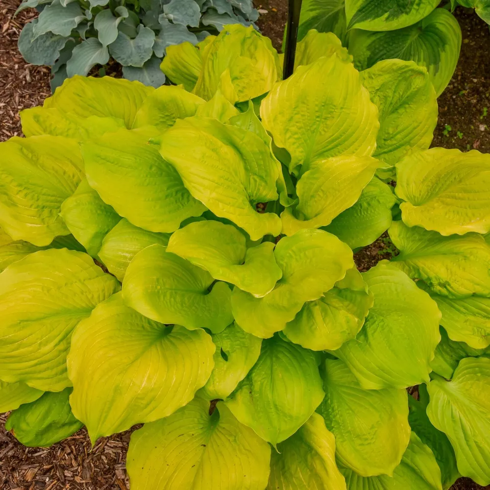 Hosta Seasons In The Sun Large New Bright Yellow 2.5 Inch Pot  - £23.41 GBP