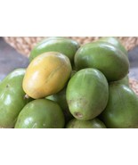 5 Seeds Spondias Mombin Hog Java Plum Makok - Rare Tropical Plant Tree S... - $30.00