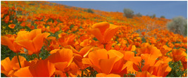 100 California Orange (Eschscholzia Californica) Poppy Seeds - $2.45