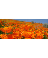 100 California Orange (Eschscholzia Californica) Poppy Seeds - $2.45