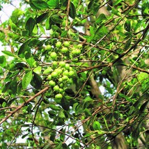 Henna Seeds Lawsonia Inermis 100 Seeds Usa Fast Shipping - £14.57 GBP