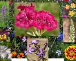 Aromatic Mix 15 Highly Fragrant 300 Fast Growing Seeds - $8.99