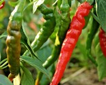 100 Seeds Cayenne Hot Red Pepper Seeds Organic Summer Vegetable Garden C... - £7.20 GBP
