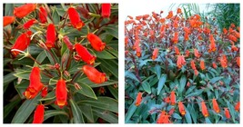 Gloxinia Sylvatica Plant Bolivian Sunset Attracts Hummingbirds &amp; Butterflies - £31.05 GBP