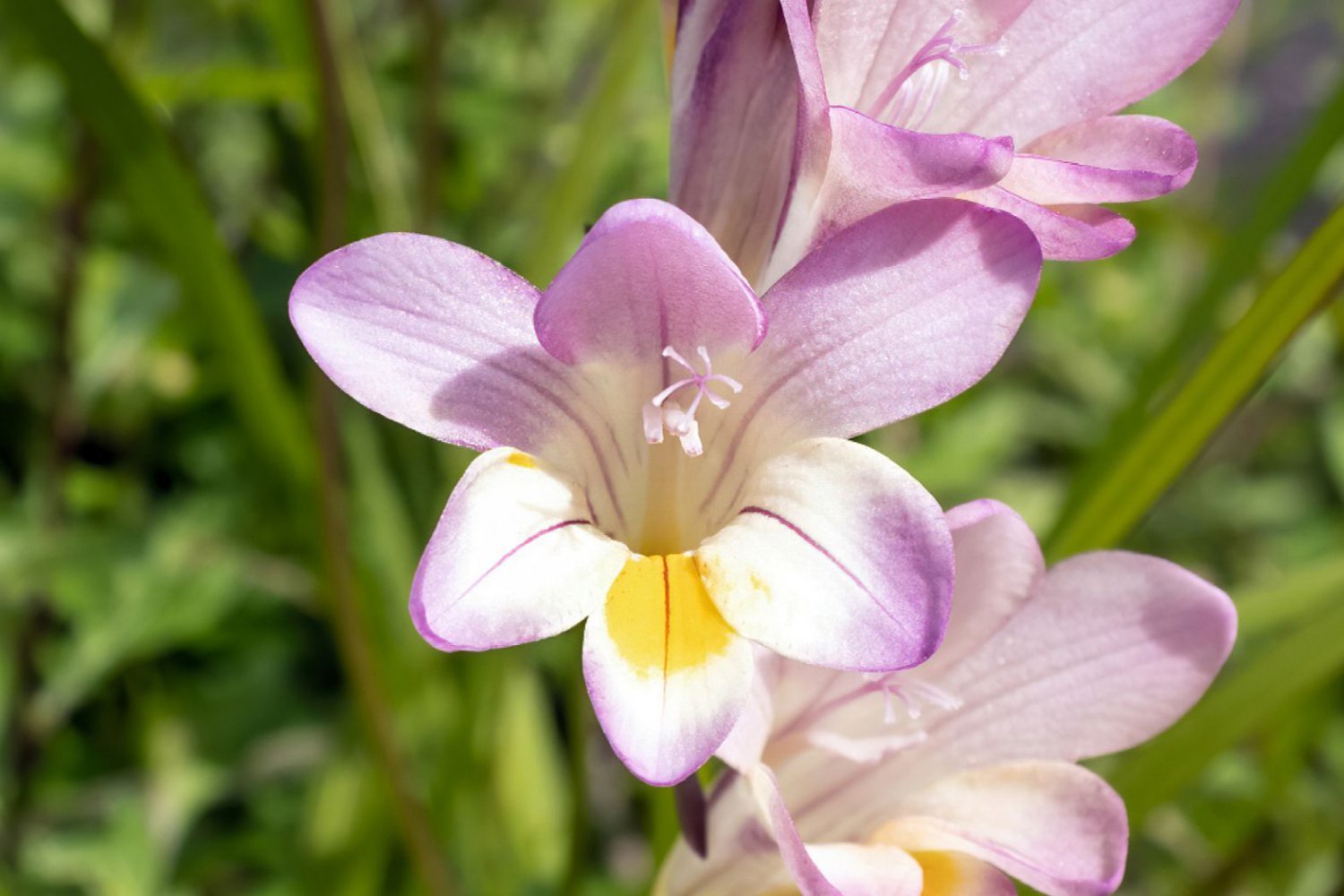 200 Seeds Freesia Flower Item image 2