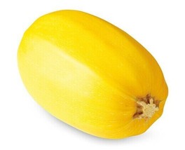 Spaghetti Squash Seeds Heirloom Alcayota Winter Squash 10 Seeds Fresh Garden Usa - £8.07 GBP