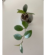Hoya Carnosa, Wax Plant, Beautiful Porcelain Flower Blooms- Great House ... - $275.73 MXN