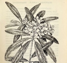 1905 Great Laurel Wild Flower Print Pen &amp; Ink Lithograph Antique 6.75 x 3.75&quot; - £13.87 GBP