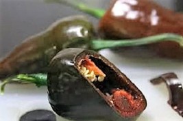 US Seller 40 Mulato Isleno Pepper Brown Mildly Hot Ancho Poblano Capsicum Vegeta - $14.20