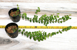 DISCHIDIA NUMMULARIA “STRING OF NICKLES” SMALL COMPANION PLANT POTTED - £25.77 GBP
