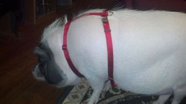 Adjustable Hog  (PIG) Harness With Matching leash Hand Made Metal Buckle USA - £21.02 GBP+