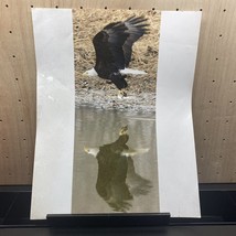 American Eagle Photo Reflecting Water Image 14x11 Kodak - £11.48 GBP