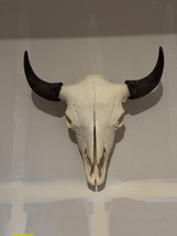 TAXIDERMY Massive Bison Buffalo Skulls Real Horns Taxidermy Mount - £435.28 GBP