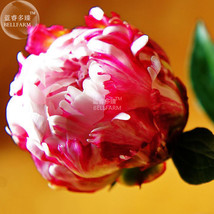 Peony Tulip Typed Ball Shrub Flower Seeds 5 Seeds Pack Rose Red White Petals Won - $9.75