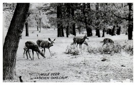 RPPC Postcard Mule Deer Seven Oaks California Thompson Photo Los Angeles - £6.78 GBP
