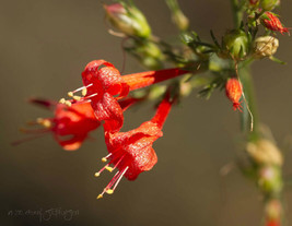 SR12Store Penstemon Firecracker Penstemon Eatonii Red Flower 105 Seeds* US Produ - £6.47 GBP