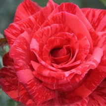 628c3281be443 563262b thumb200