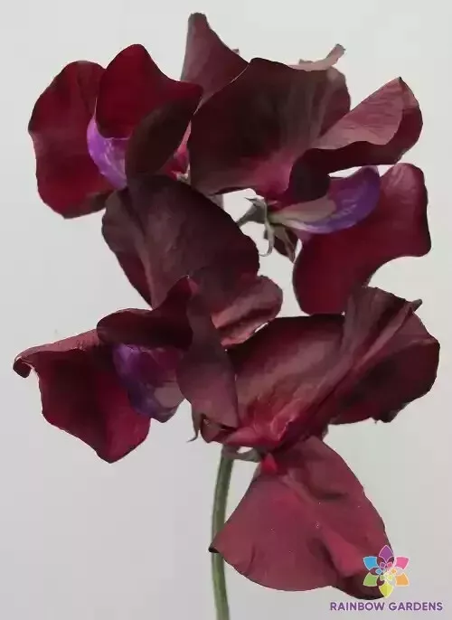 50 Midnight Sweet Pea Seeds Planting Fast US Shipping - $10.96