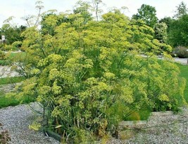 Exotic Fennel 100 Seeds, FERN-LIKE Foliage, Yellow Flowers, Licorice Flaver - $5.49