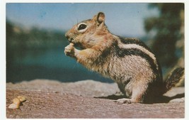 Vintage Postcard Ground Squirrel Unused 1960&#39;s Chrome Card - £5.43 GBP