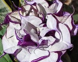 Double Queen Rose Angel Trumpet 10 Authentic  Seed Flowers  Brugmansia D... - $7.01