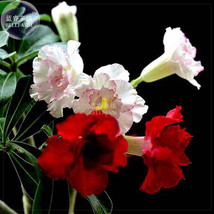 BELLFARM Pinkish Red &amp; Dark Red Mixed Adenium Bonsai Flowers 10pcs &#39;Seeds&#39; Heirl - £7.00 GBP