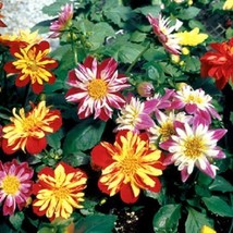 HGBO 30 Seeds Dahlia Harlequin Mix Flower Seeds Early Blooming Bicolor From US - £6.44 GBP