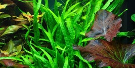 MICROSORIUM PTERROPUS NARROW ONE BUNDLE-Freshwater Aquatic Live Plants  - £4.66 GBP