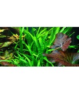 MICROSORIUM PTERROPUS NARROW ONE BUNDLE-Freshwater Aquatic Live Plants  - €5,06 EUR