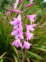 Watsonia Borbonica Pink 15 Seeds Fragrant Cape Bugle Lily Gardening Fresh USA SH - $10.78