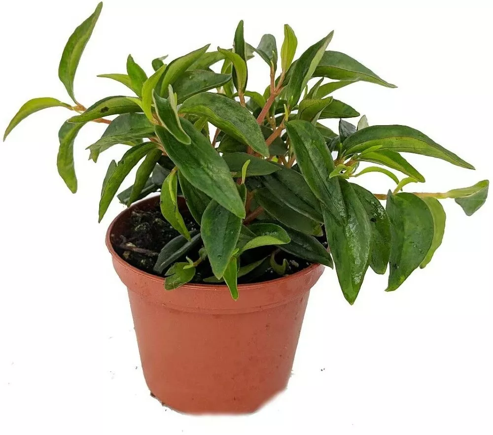 1 Live Plant Peperomia Bush Canoe White &amp; Green Flower in 2.5&quot; Pot - £34.32 GBP