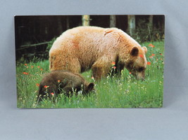 Vintage Postcard - Cinnamon Black Bear British Columbia - Travel Time - £11.98 GBP